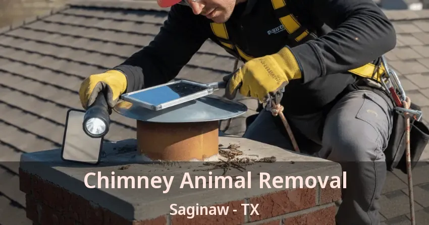 Chimney Animal Removal Saginaw - TX Chimney Animal Removal Saginaw - TX